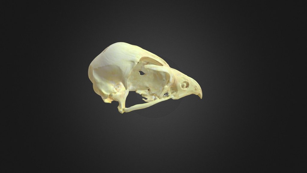 Falco peregrinus, skull