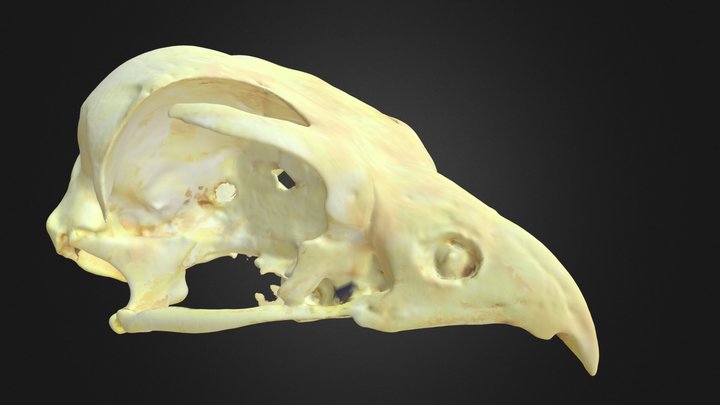 Falco peregrinus, skull 3D Model