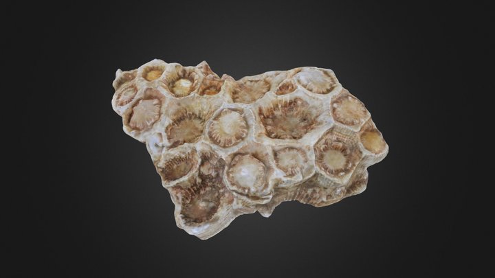 Acrocyathus floriformis (PRI 70756) – Modelo 3D gratuito STL