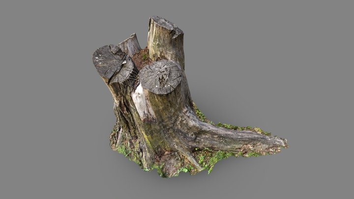 Tree stump 2 3D Model