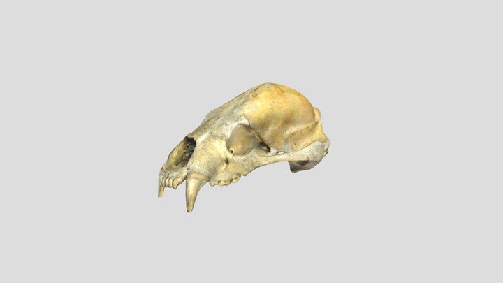 Helarctos_malayanus_U_NML-VZ_27.10.10 3D Model