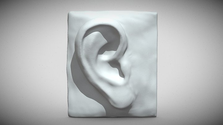 Ear study 3D Model