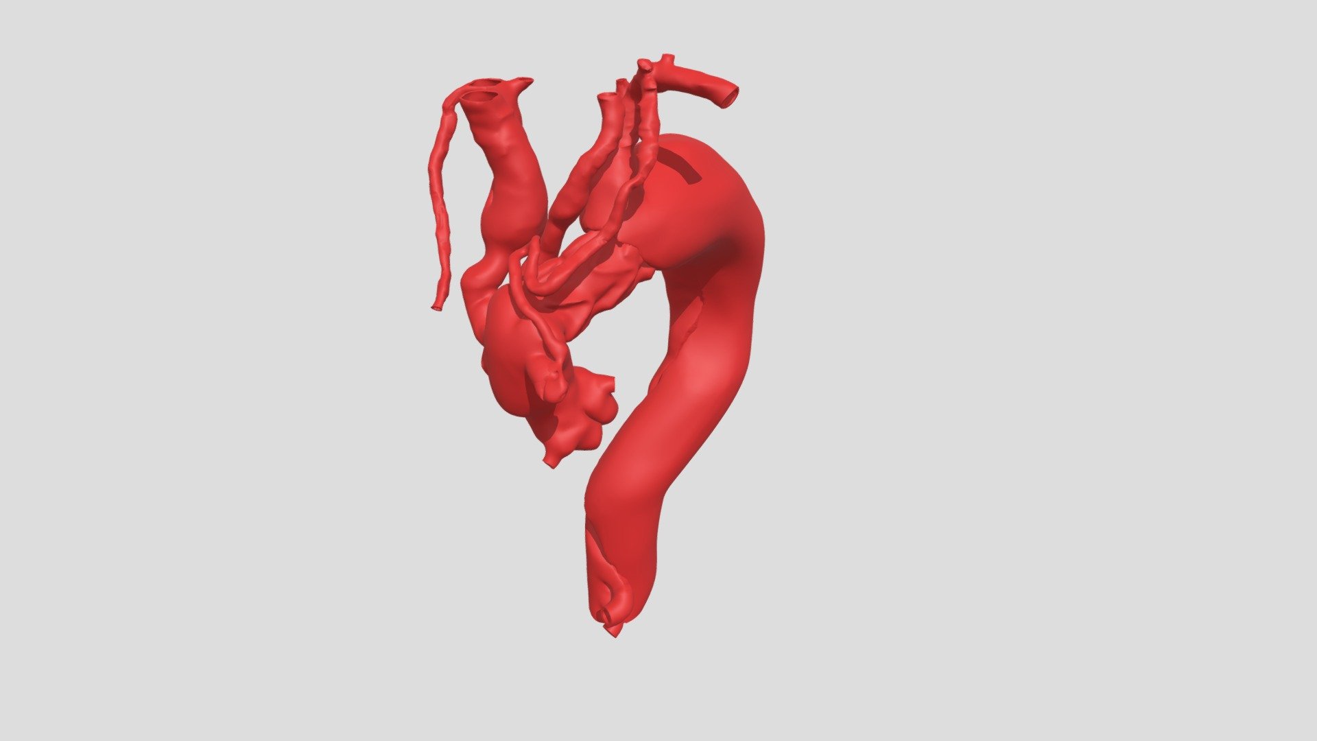 A15VA08022021_AORTA COLORI