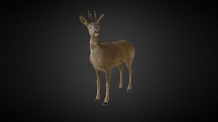 Ree - Roe Deer 3D Model