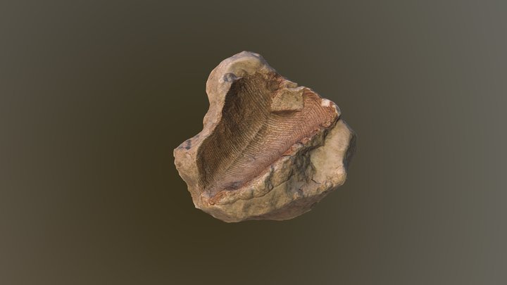 Conularia - Molde 3D Model