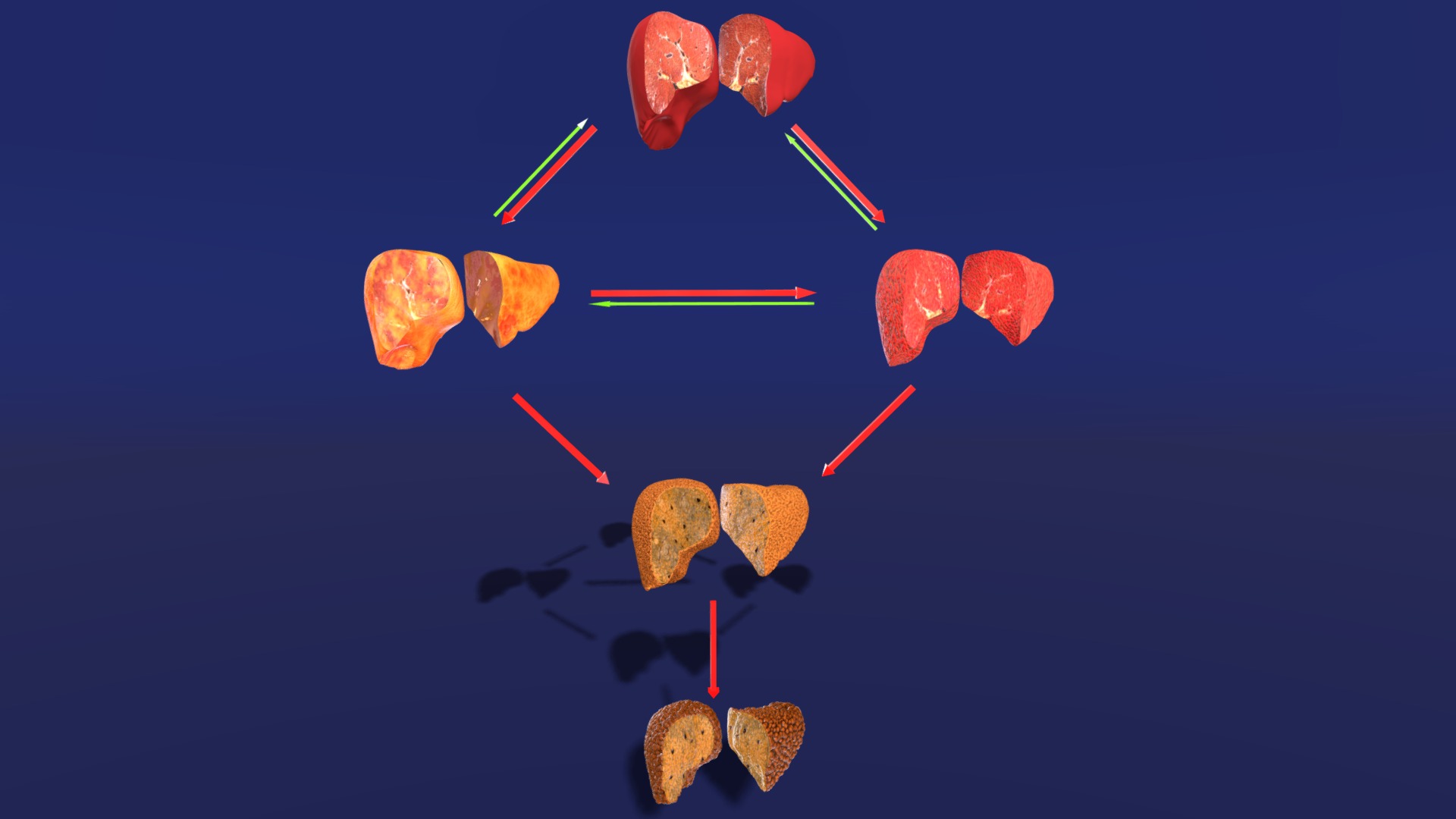 3D model Alchoholic Liver Disease Cirrhosis Hepatitis Fat - This is a 3D model of the Alchoholic Liver Disease Cirrhosis Hepatitis Fat. The 3D model is about shape.