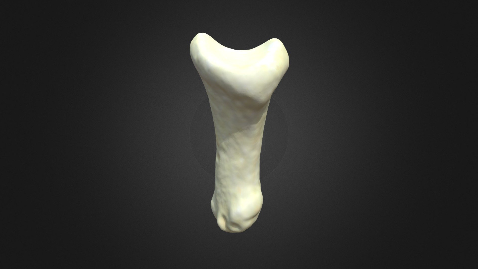 G. g. gorilla, distal phalanx 3 (right hindlimb)