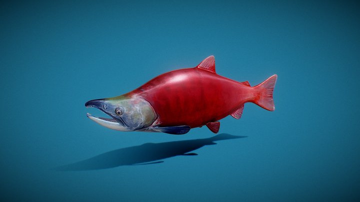 Mr. Sockeye 3D Model