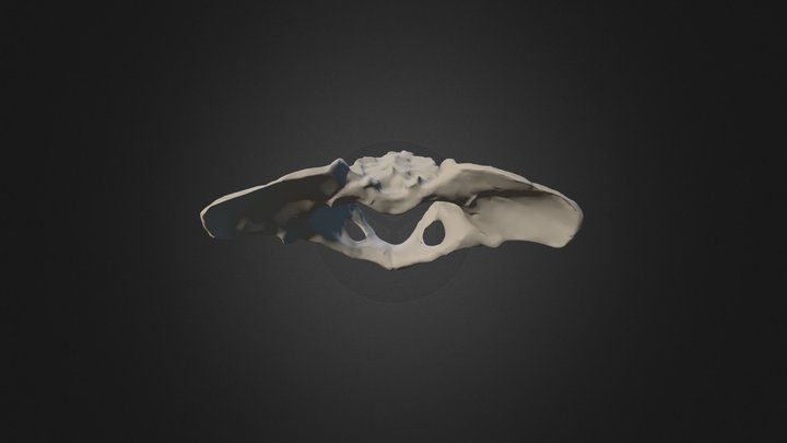 Australopithecus afarensis - female pelvis 3D Model