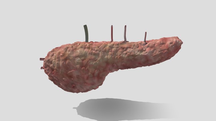 Pancreas lowpoly 3D Model