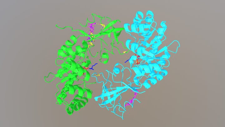Ornithine Decarboxylase draft 3D Model