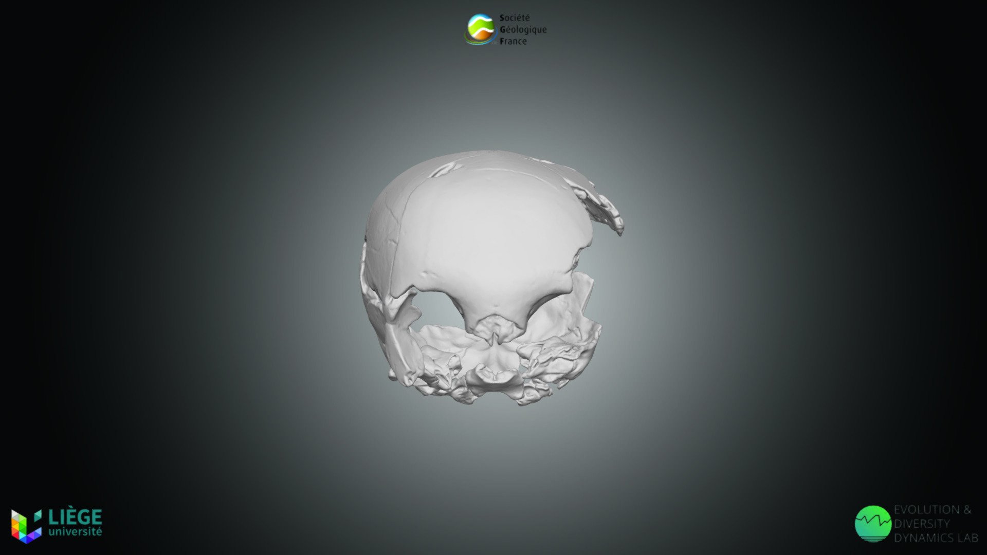 Primates - Homo neanderthalensis Engis2