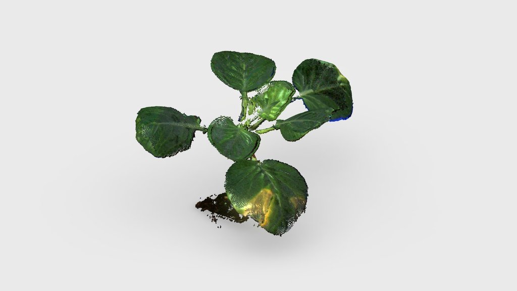 Cabbage - PlantEye Dual Scan