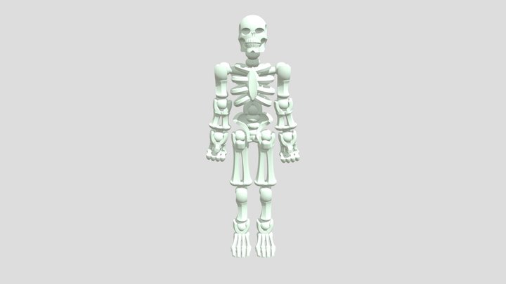 Human Skeleton Model 3D Model