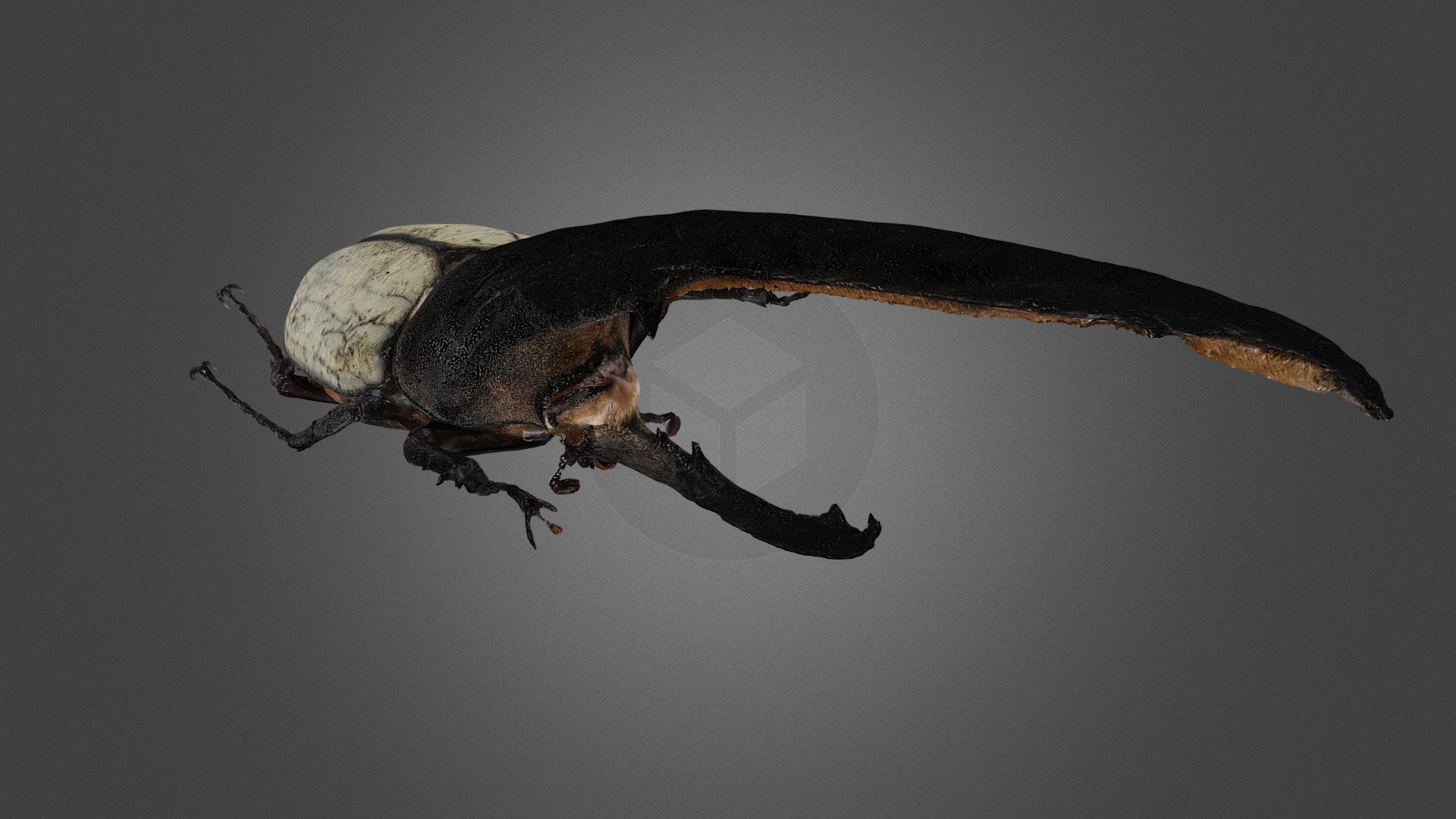 ヘラクレスオオカブト - 3D model by dorcus (@dorcus) [dd70d82]