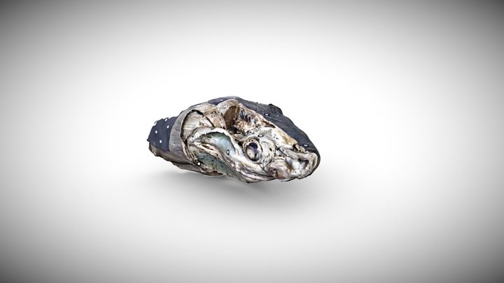 White Shark Lateral Dissection 3D Model