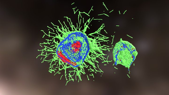 Influenza Virus Infecting Cells 3D Model