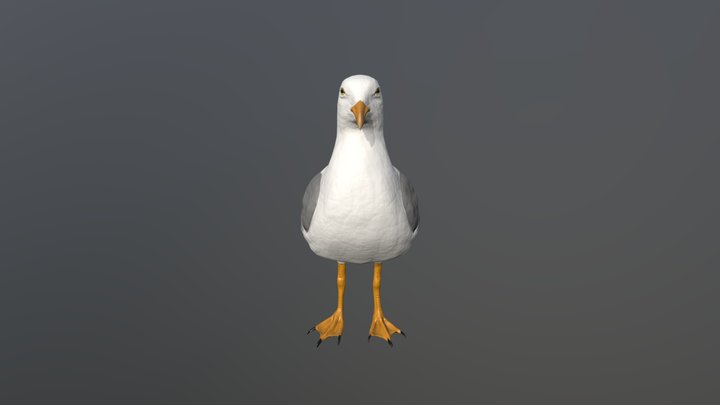 Seagull 3D Model