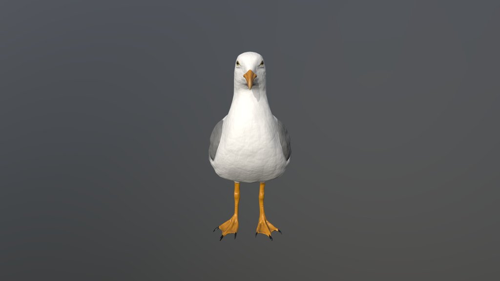 Seagull