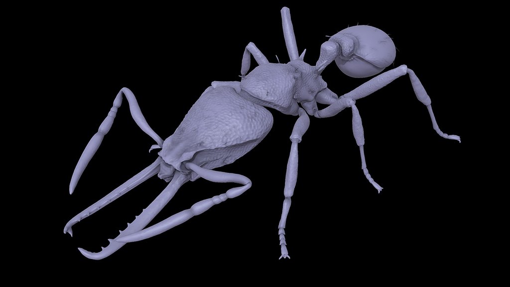 Strumigenys_denticulata