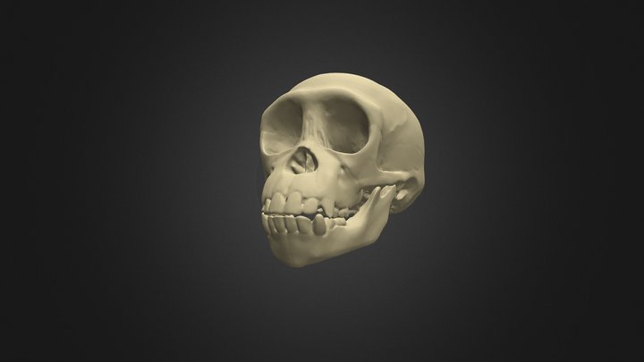 Chimpanzee Skull - Infant 3D Model