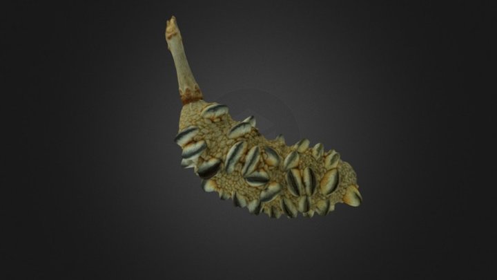 Banksia seed pod 3D Model