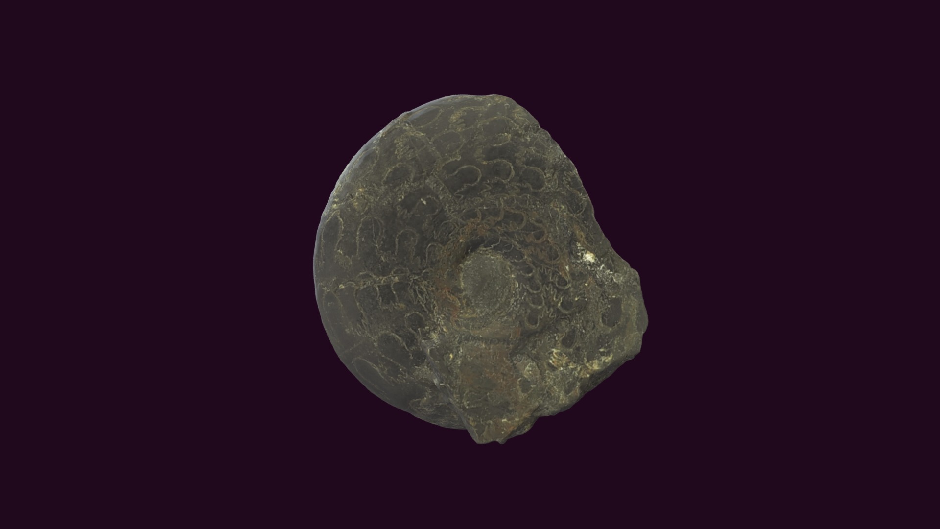3D model Parapopanoceras inconstans - This is a 3D model of the Parapopanoceras inconstans. The 3D model is about a close up of a rock.