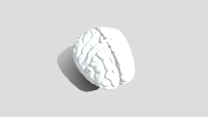Brain_Model 1 3D Model