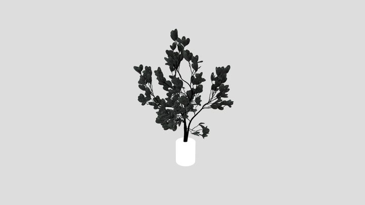 Indoor Plant Variation
