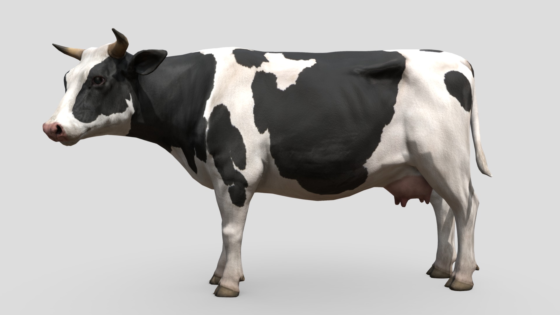 3D model Cow - This is a 3D model of the Cow. The 3D model is about a cow with a white background.