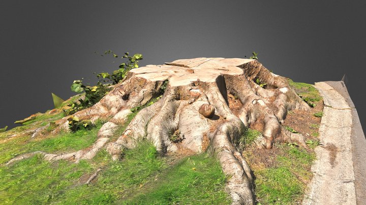 CUT TRUNK 3D Model