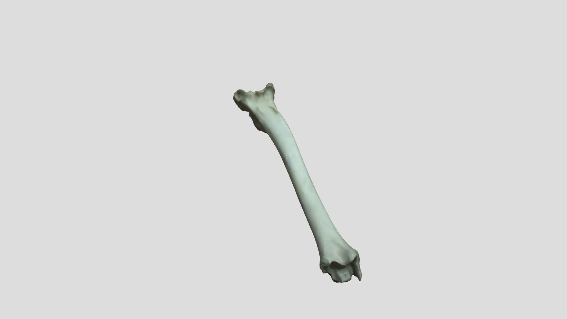 Sheep Tibia (horizontal) - Side 2 - 3D model by JeromeDouglas [dd8d695 ...