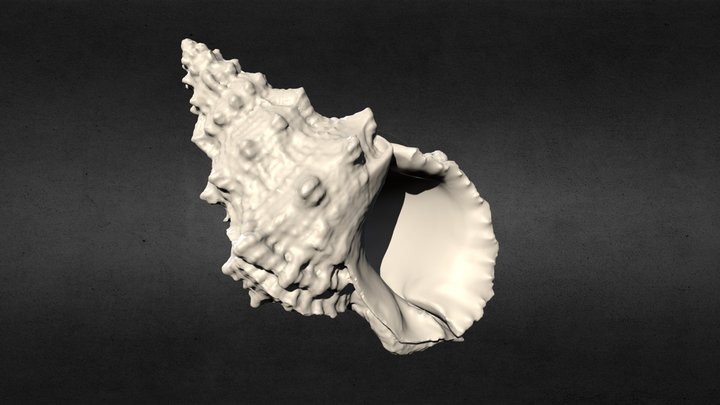 3D Scanned Seashell (3D Printable) 3D Model