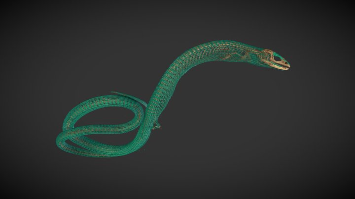 Coppery grass lizard 3D Model