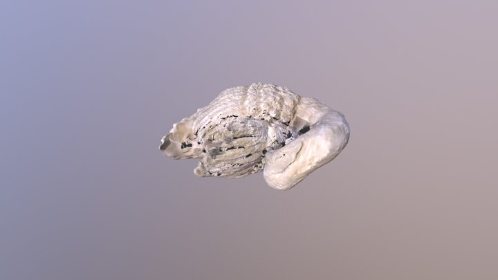 Cygne 3D Model