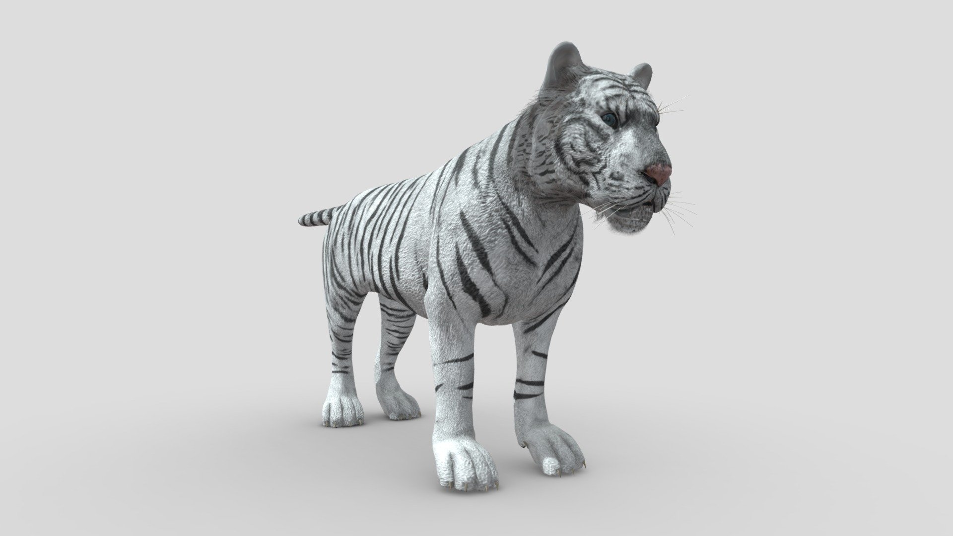 Tiger White - 3D model by 1225659838@qq.com (@Novaky) [dd966ed] - Sketchfab