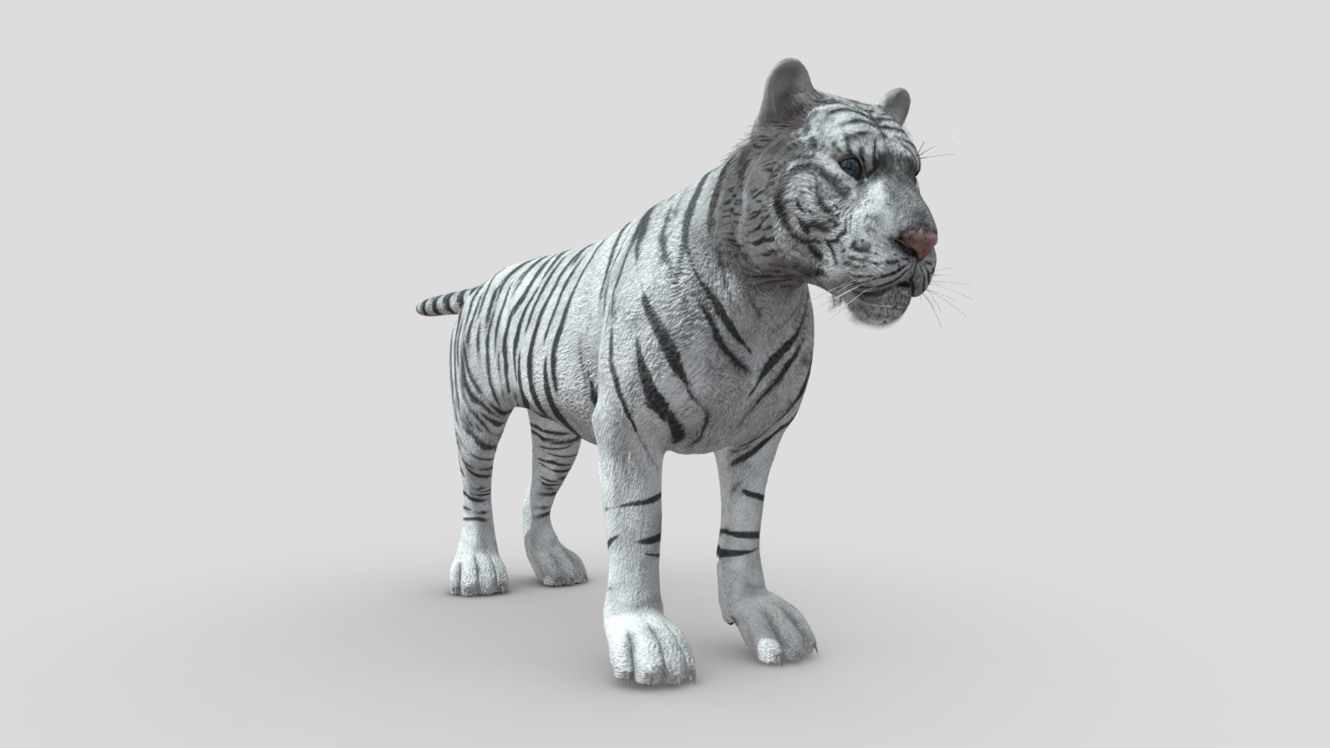 3D model Tiger White - This is a 3D model of the Tiger White. The 3D model is about a white tiger with black stripes.