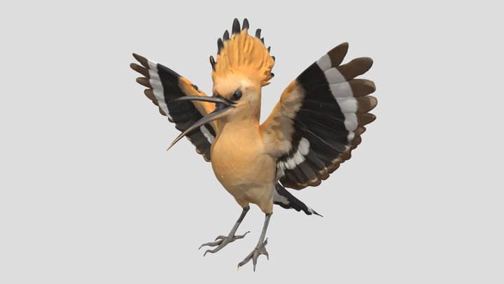 Hoopoe_ Winged 3D Model