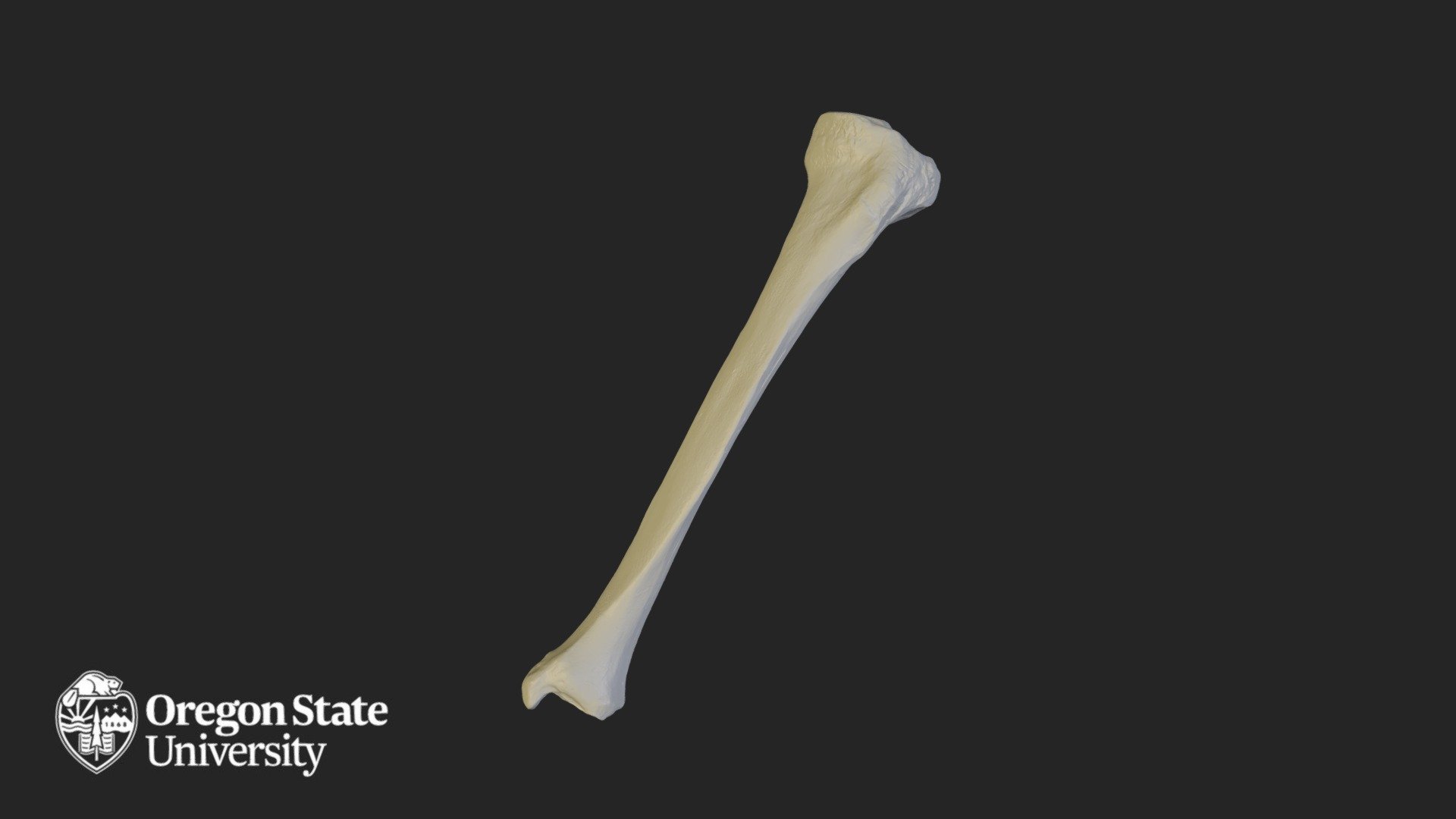 Tibia - Left - Download Free 3D model by Oregon State University ...