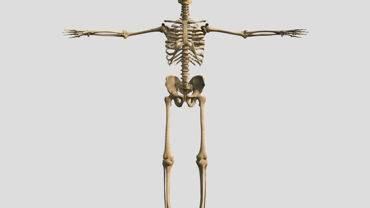 Esqueleto 3D Model