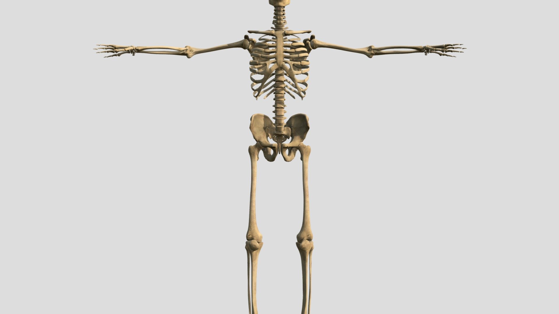 Esqueleto