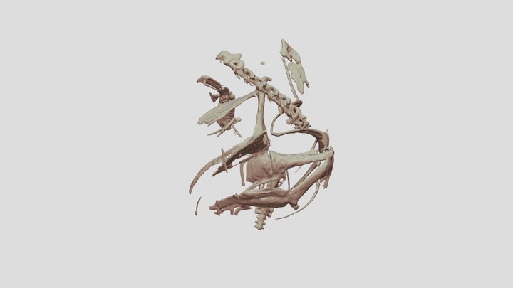 Fossil penguin CT scan segmentation take 2 3D Model