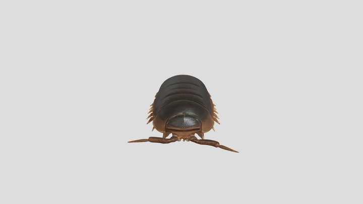 common pill-bug 3D Model