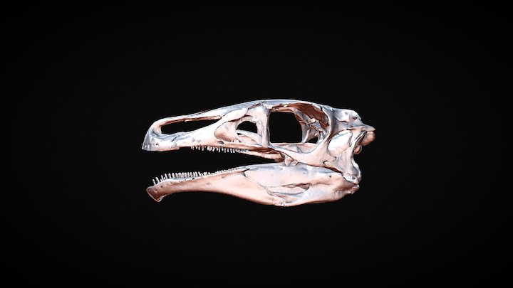 ERLIKOSAURUS SKULL AND JAW 3D Model