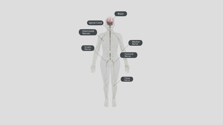 he-than-kinh 3D Model