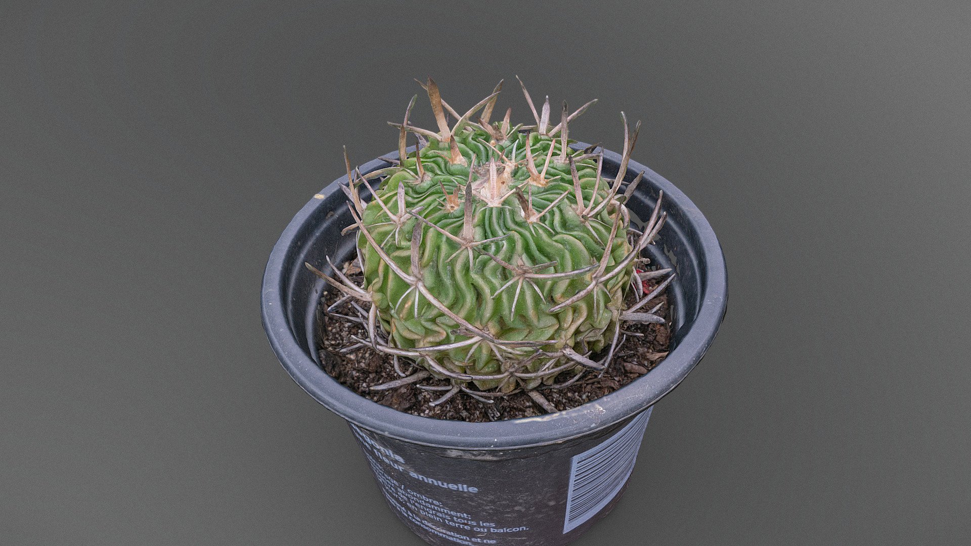Stenocactus crispatus cactus