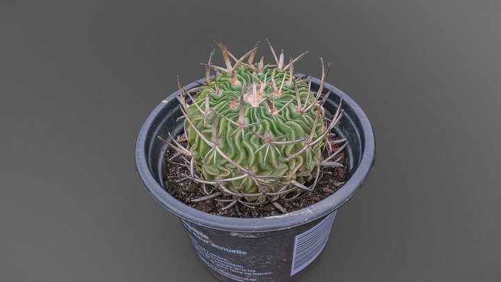 Stenocactus crispatus cactus