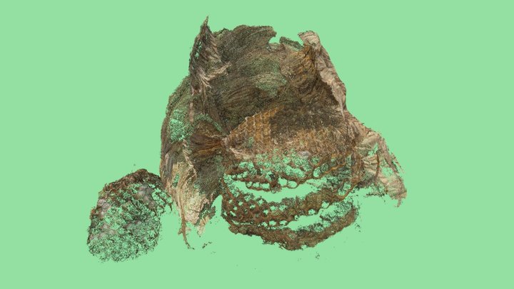 Nid frelons - Hornet Hive - 1.8M points cloud 3D Model