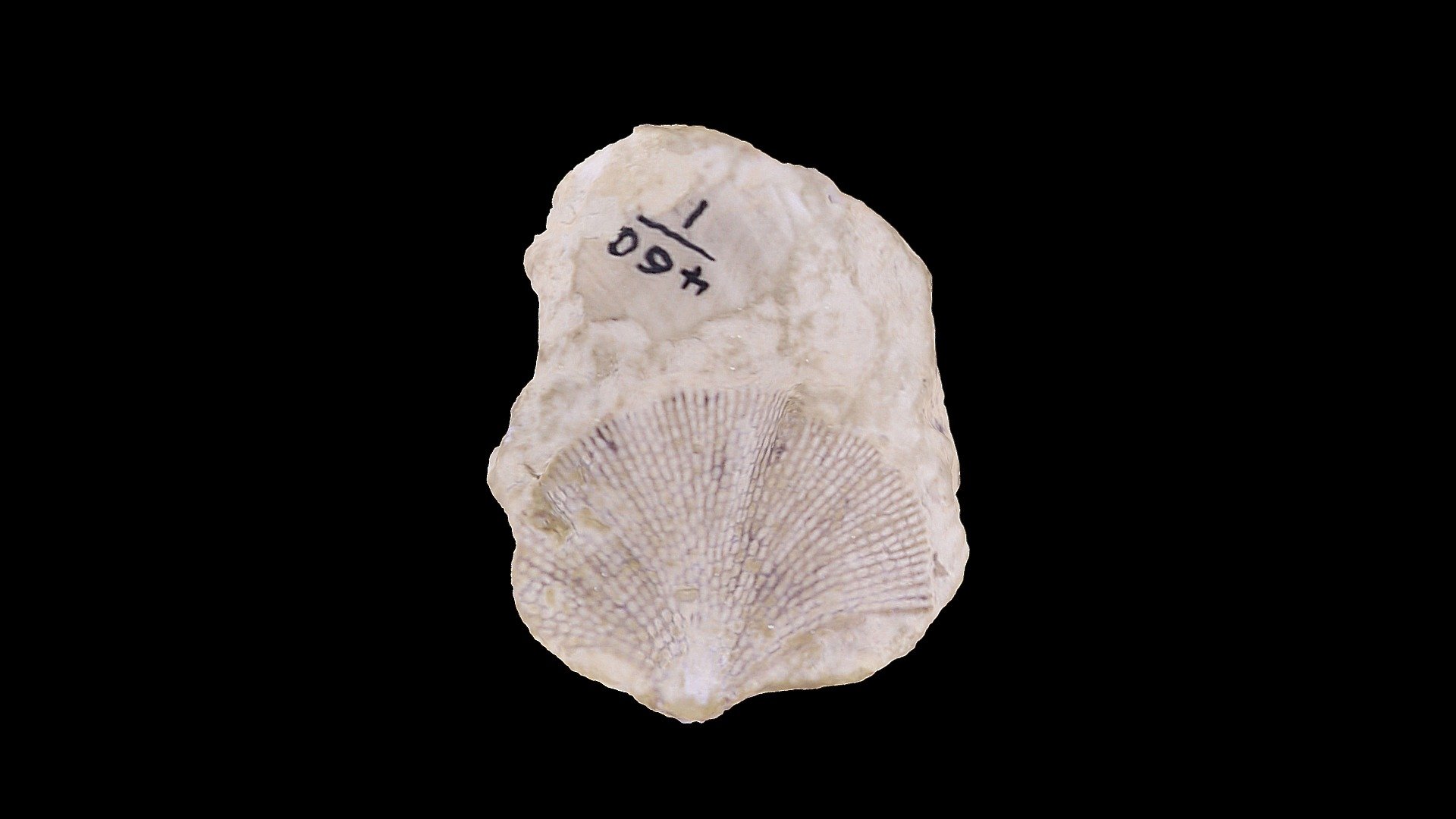 Fenestrallina Gracilic (Pocta).