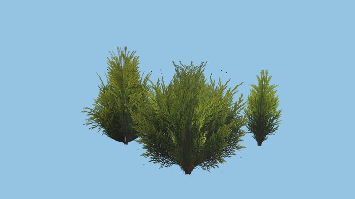 3 pine bushes? 3D Model